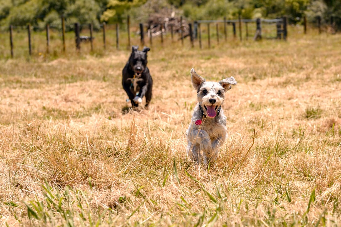 2 dogs running towards camera
