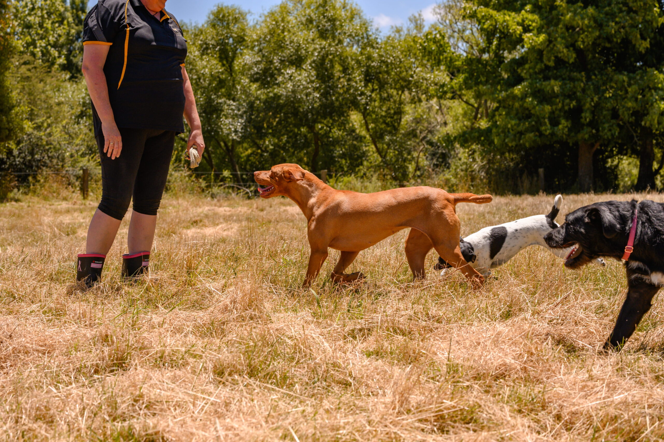 Dogs running on yard
