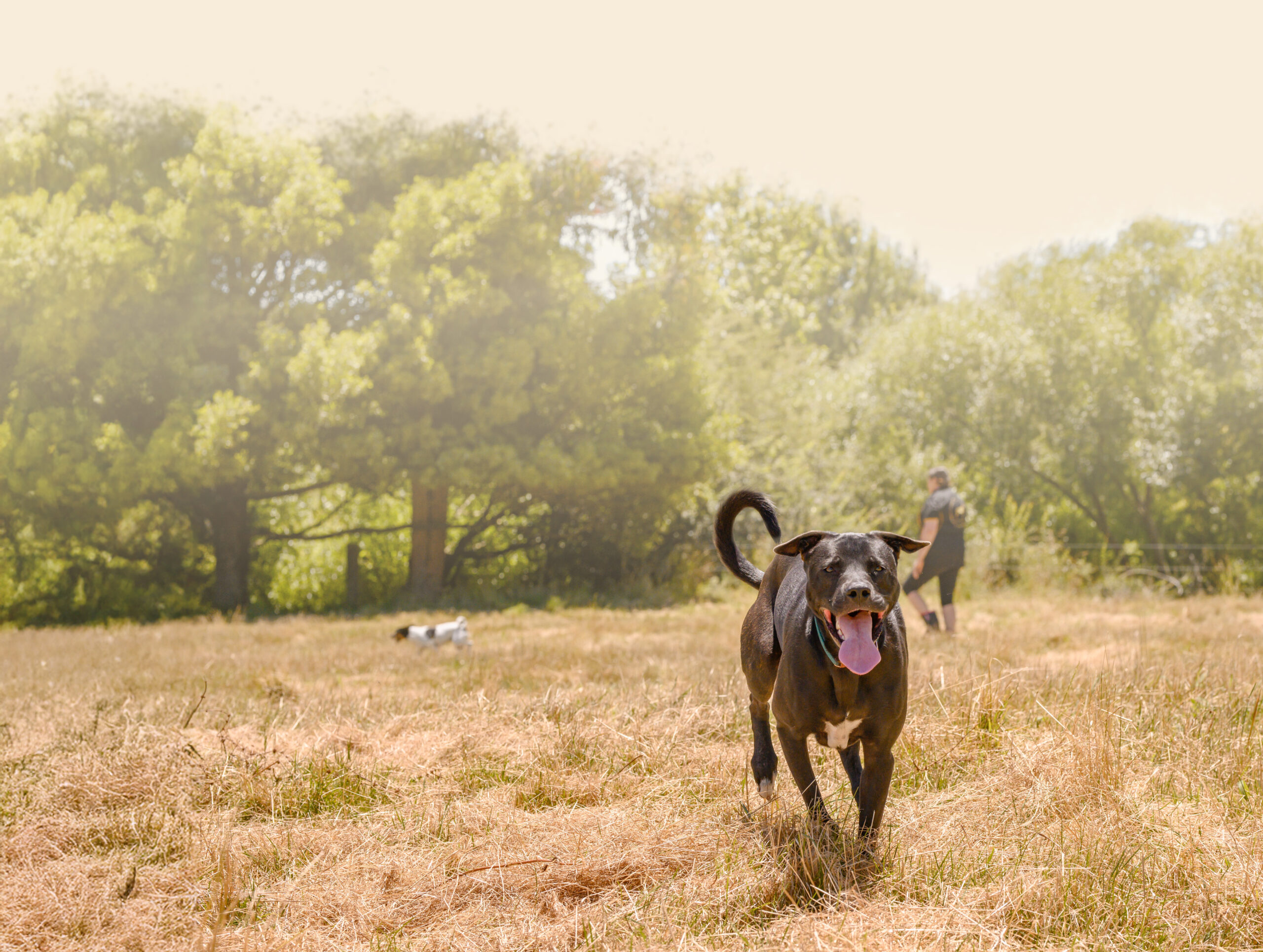 boarding-hero Dogs running on yard