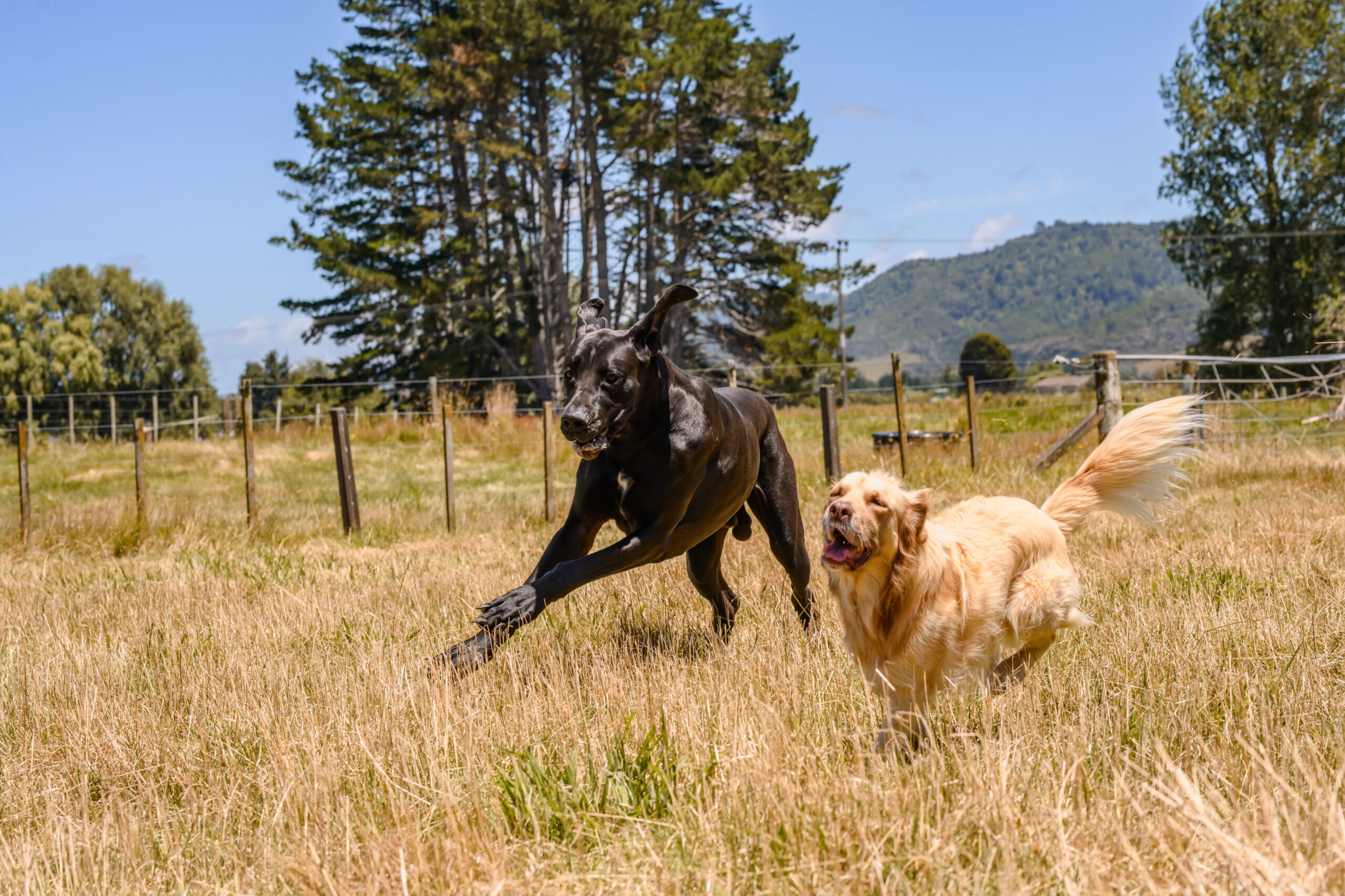 2 dogs running towards camera