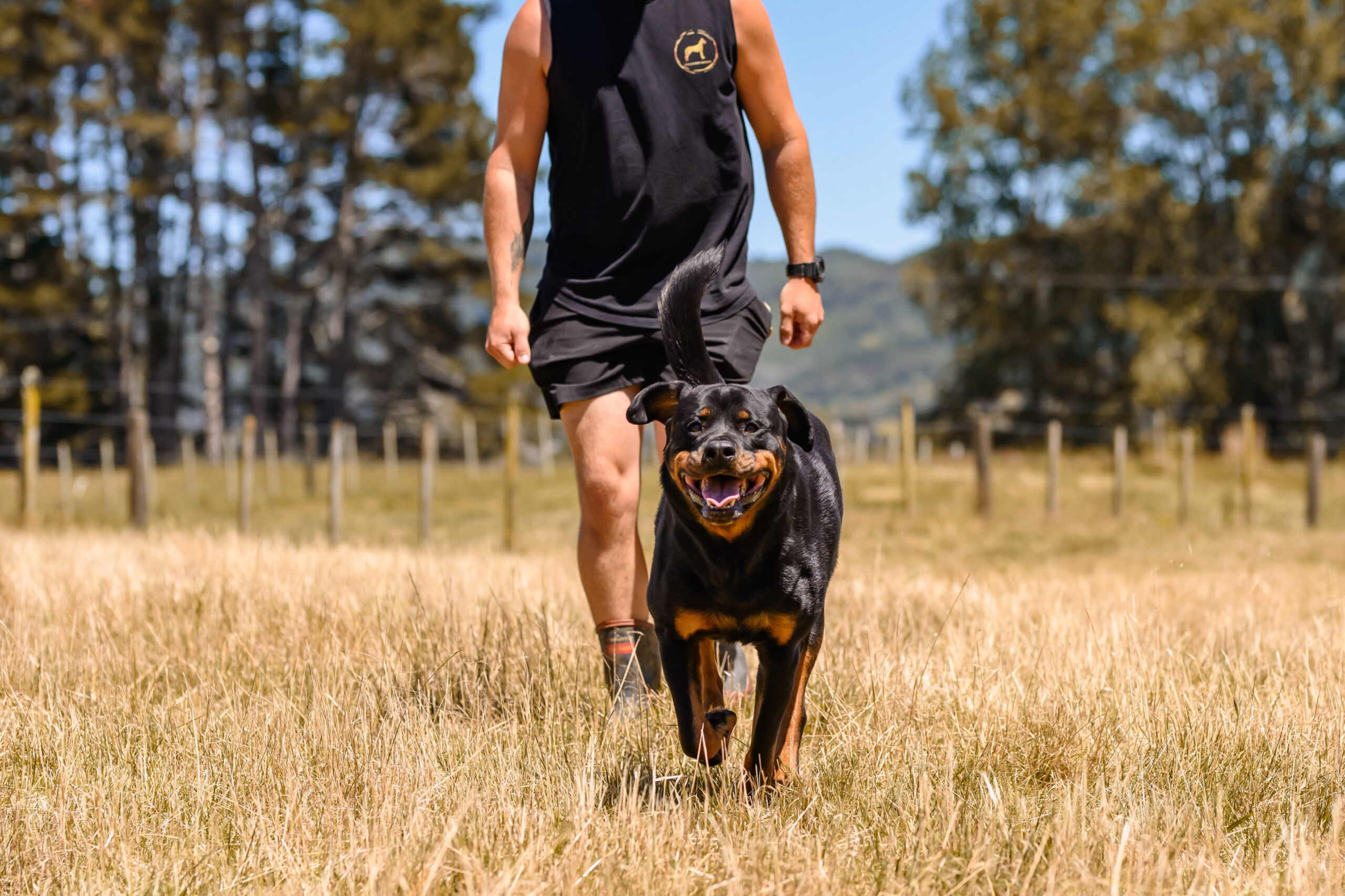 Dog walking in the field under supervision Dog walking in the field under supervision